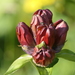 Gentiana purpurea - Photo (c) talamazz,  זכויות יוצרים חלקיות (CC BY-NC)