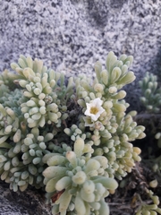 Nolana crassulifolia