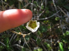 Geum cockaynei