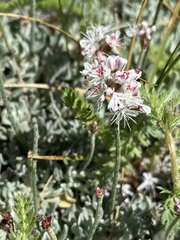 Eriogonum wrightii oresbium