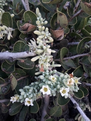 Nolana crassulifolia