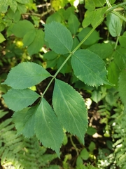 Sambucus nigra