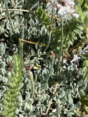 Eriogonum wrightii oresbium