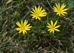 Xanthisma texanum drummondii