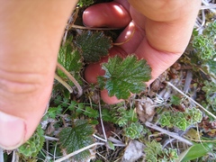 Geum cockaynei