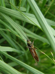 Phryganea bipunctata