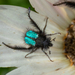 Glittering Monkey Beetle - Photo (c) tessabrunette, some rights reserved (CC BY-NC), uploaded by tessabrunette