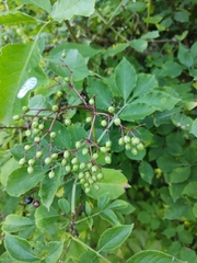 Sambucus nigra