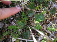 Geum cockaynei