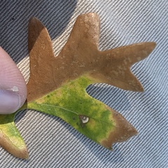 Pterygota