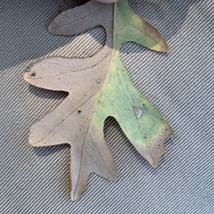 Pterygota