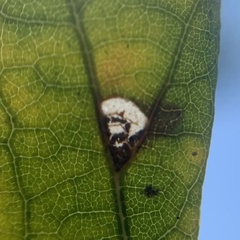 Pterygota