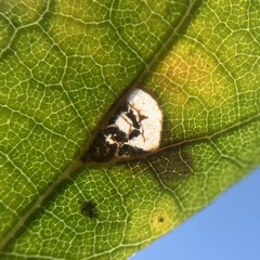 Pterygota