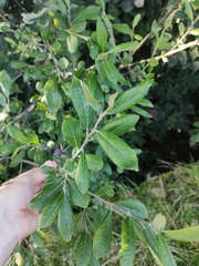 Salix cinerea
