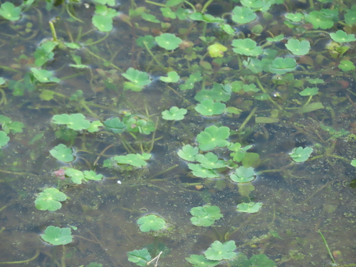 floating marsh pennywort