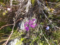 Indigofera sp11