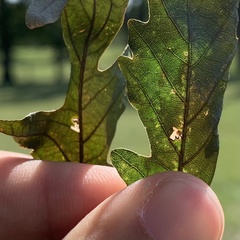 Pterygota