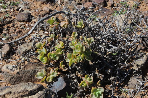 Mesembryanthemum sladenianum