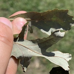 Pterygota