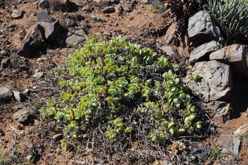 Mesembryanthemum sladenianum