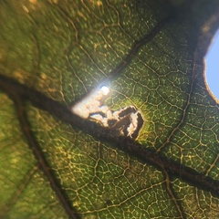 Pterygota