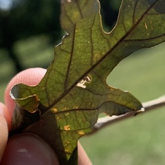 Pterygota