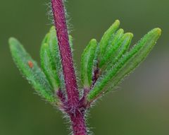 Syncolostemon albiflorus