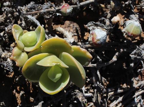 Mesembryanthemum sladenianum