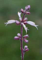 Syncolostemon albiflorus