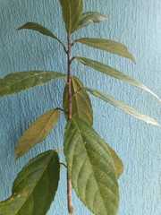 Alchornea latifolia