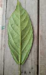 Alchornea latifolia