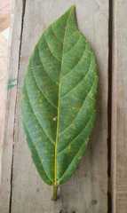 Alchornea latifolia
