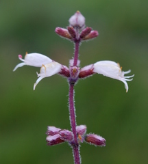 Syncolostemon albiflorus