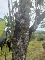 Alchornea latifolia