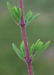 Syncolostemon albiflorus