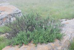 Syncolostemon albiflorus