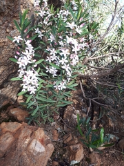 Philotheca myoporoides