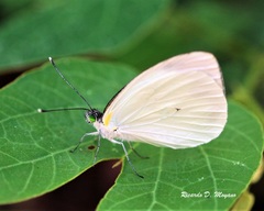 Leptophobia aripa balidia
