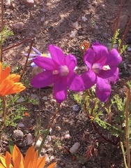 Ixia ramulosa