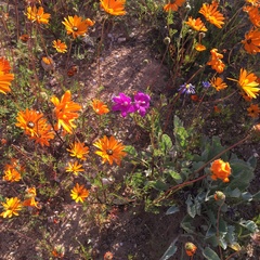 Ixia ramulosa