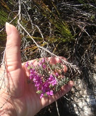 Indigofera sp11