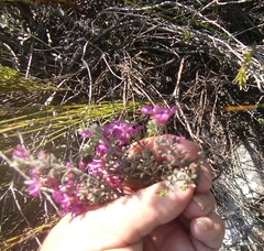 Indigofera sp11