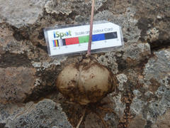 Drimia sphaerocephala