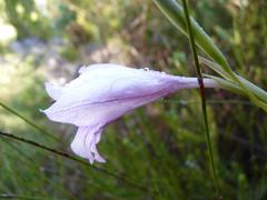 Gladiolus roseovenosus