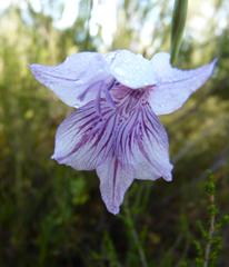 Gladiolus roseovenosus