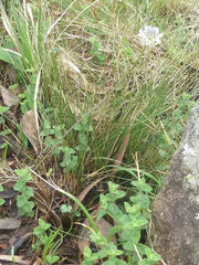 Drimia sphaerocephala
