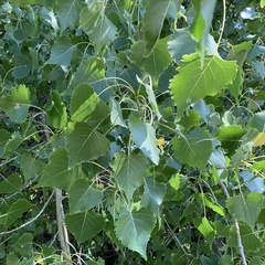 Populus
