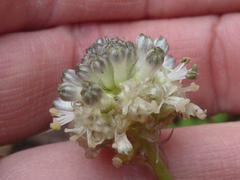 Drimia sphaerocephala