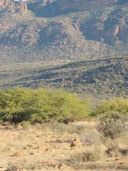 Gethyllis gregoriana