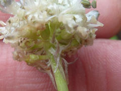 Drimia sphaerocephala